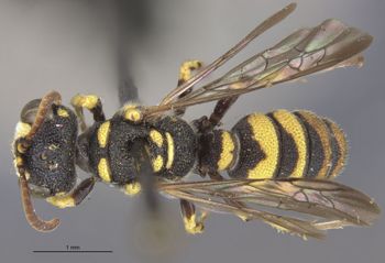 Media type: image;   Entomology 10030 Aspect: habitus dorsal view